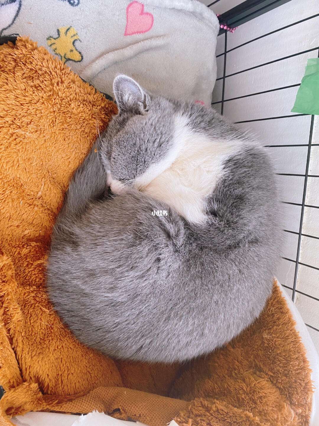 花样猫咪手机版花样猫咪tv兑换码-第2张图片-太平洋在线下载