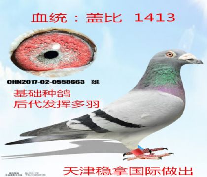 天津信鸽信息网手机版天津信鸽信息网首页官网